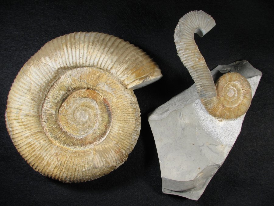 Macroscaphites recticostatus