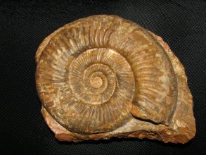 Perisphinctes sp.