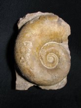 Lytoceras adeloides