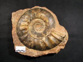 Perisphinctes sp.