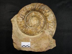 Lytoceras montanum