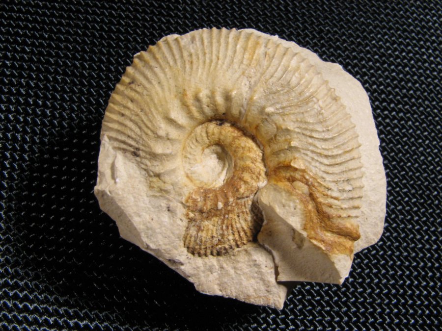 Ammonite