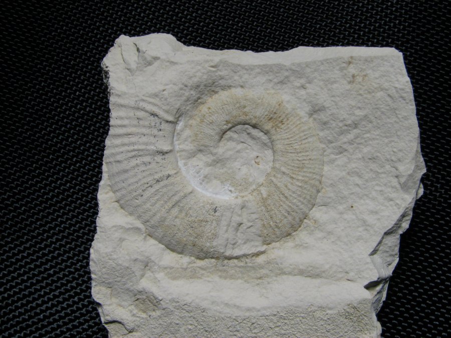 Crioceratites sp.