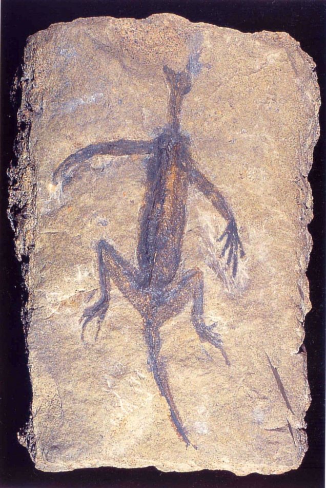 Tridentinosaurus antiquus