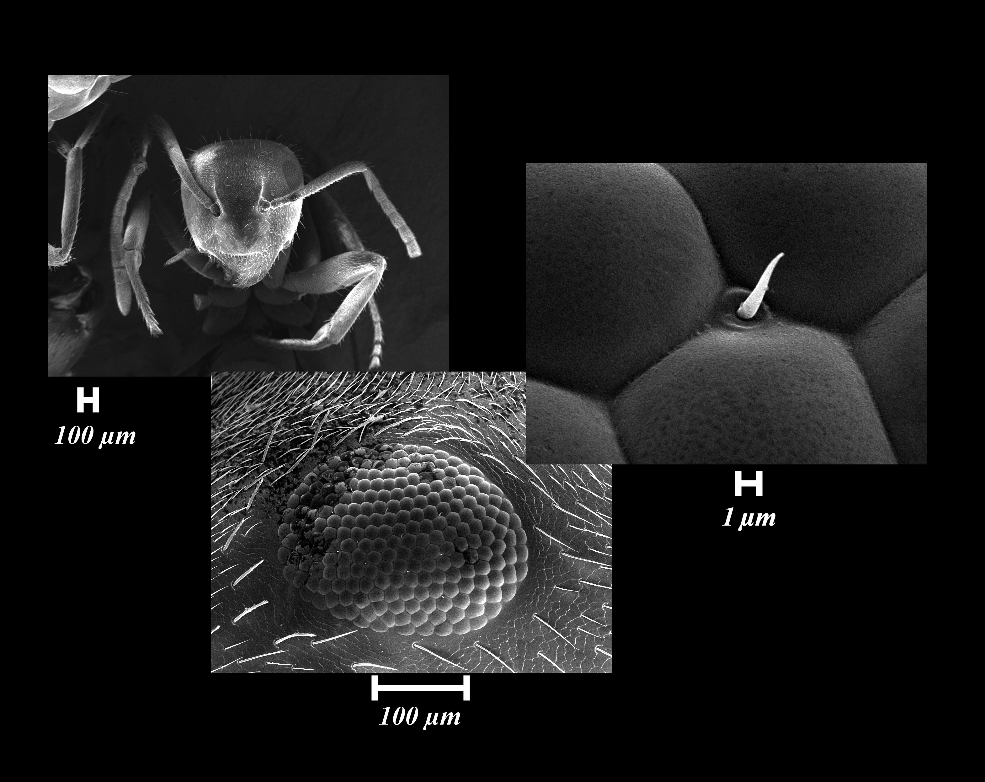 Vari ingrandimenti di Formica